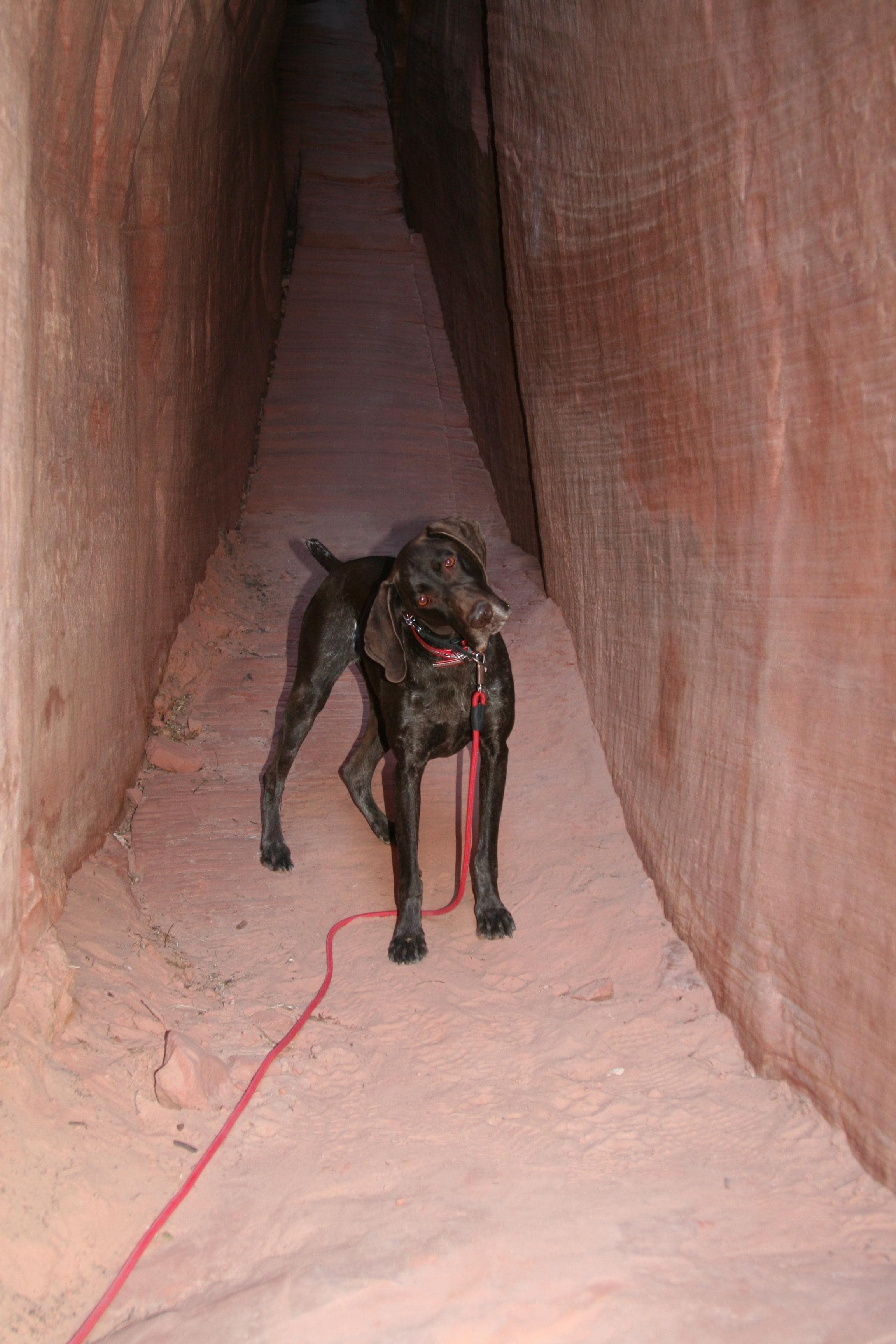 Gilly in slot canyon