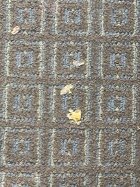 Ingrained into the carpet