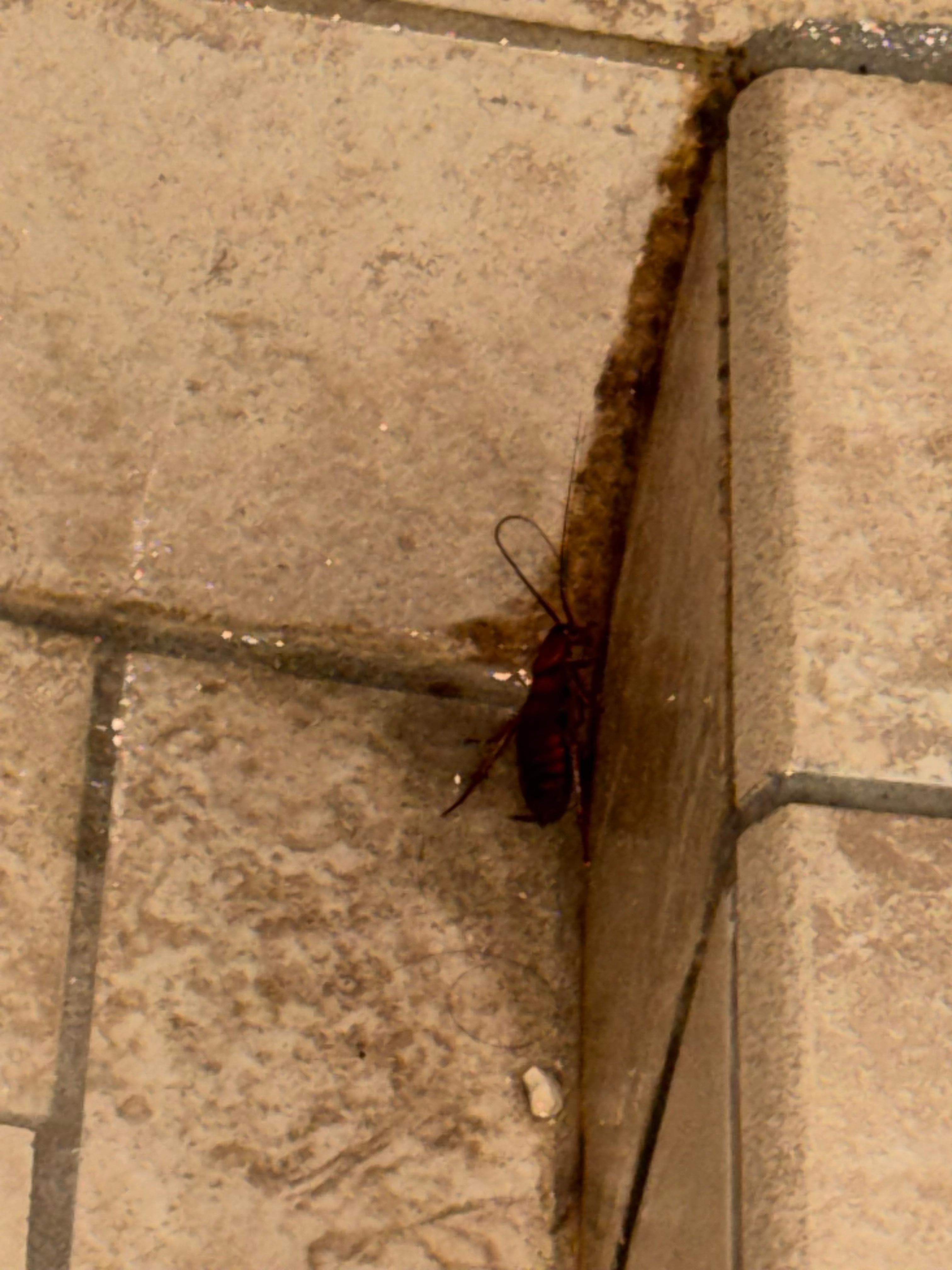 Cockroach in the shower 