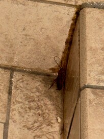 Cockroach in the shower
