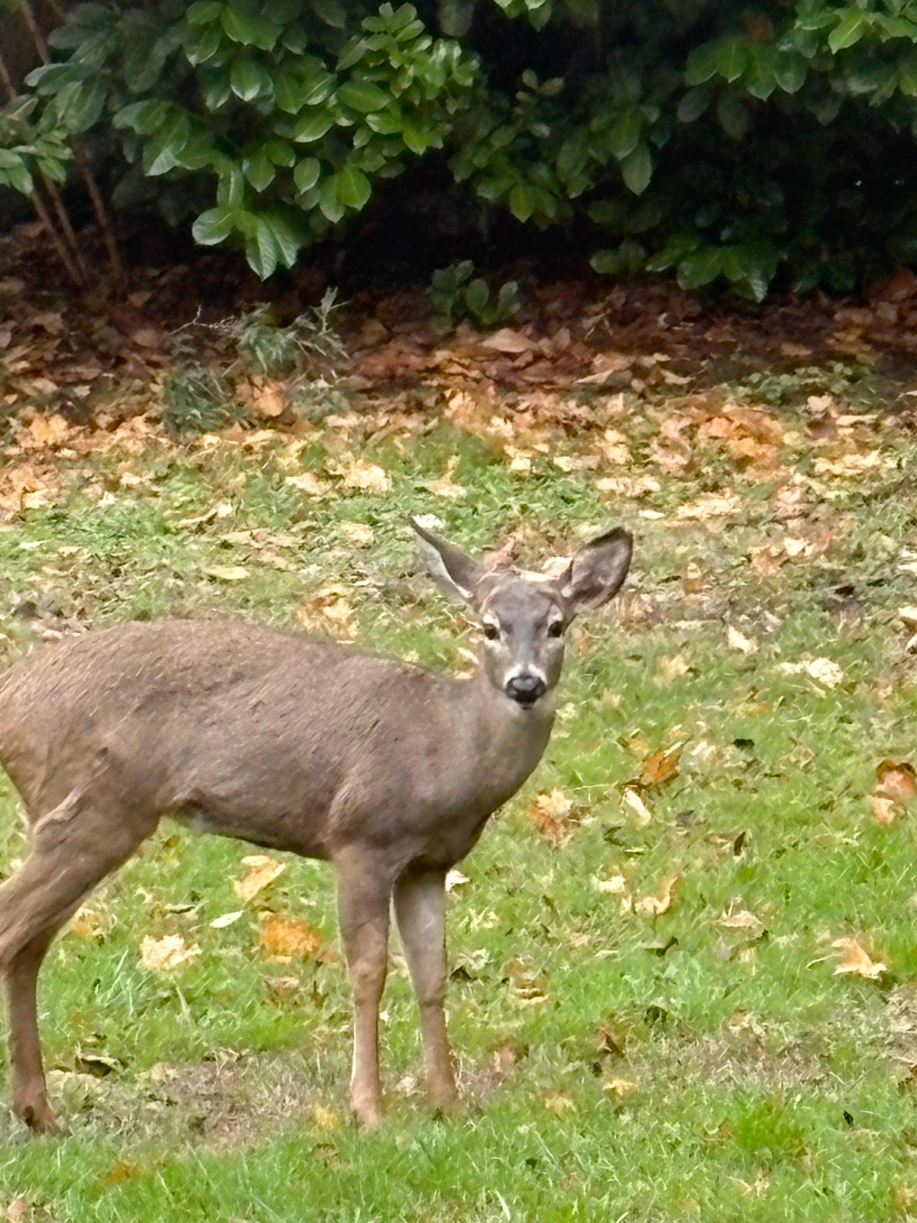 Daily morning visitor!