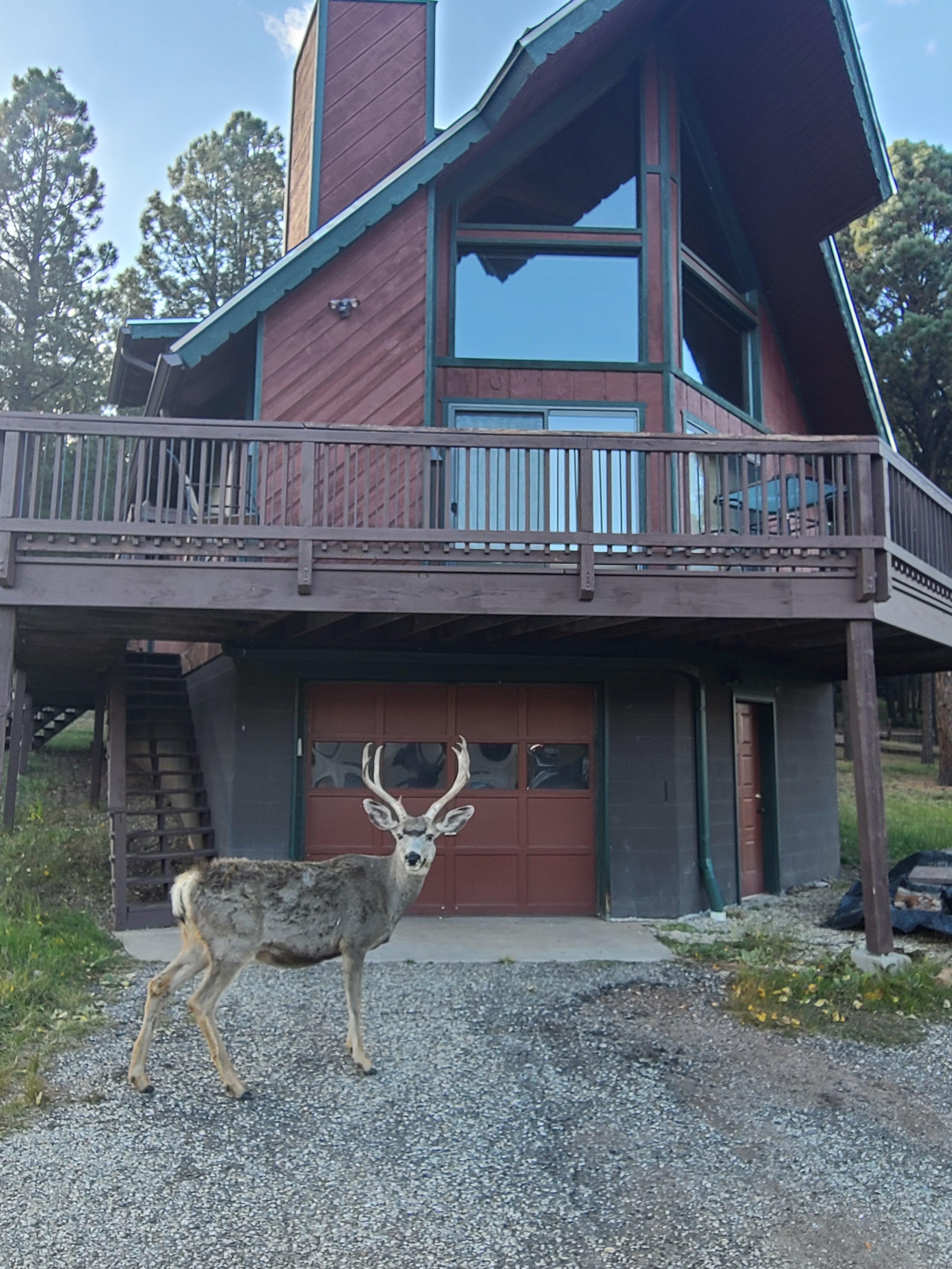 Nice buck greated us a couple times.