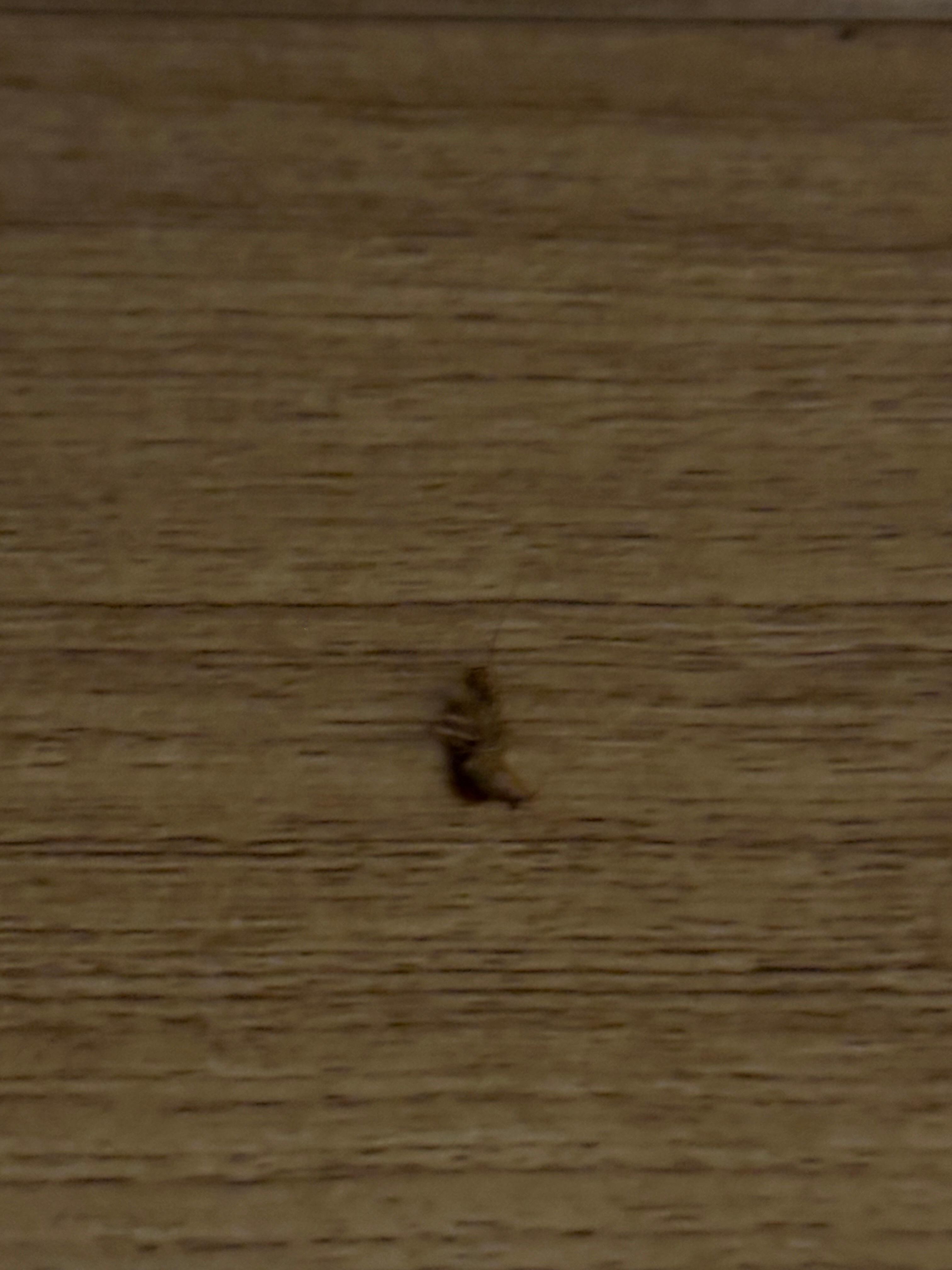 Cucaracha