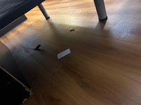 Trash under bed, and bugs