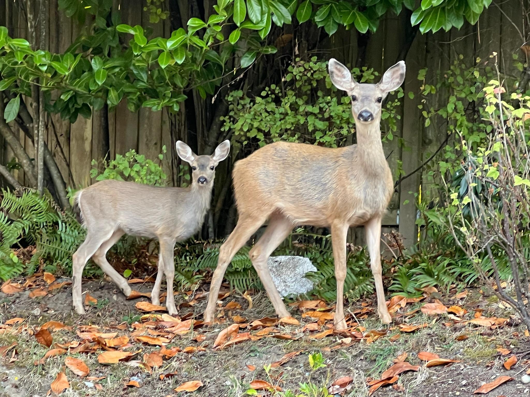 Friendly deer in the yard