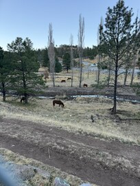 Elk and wild horses Visit daily to graze and drink from the stream.
