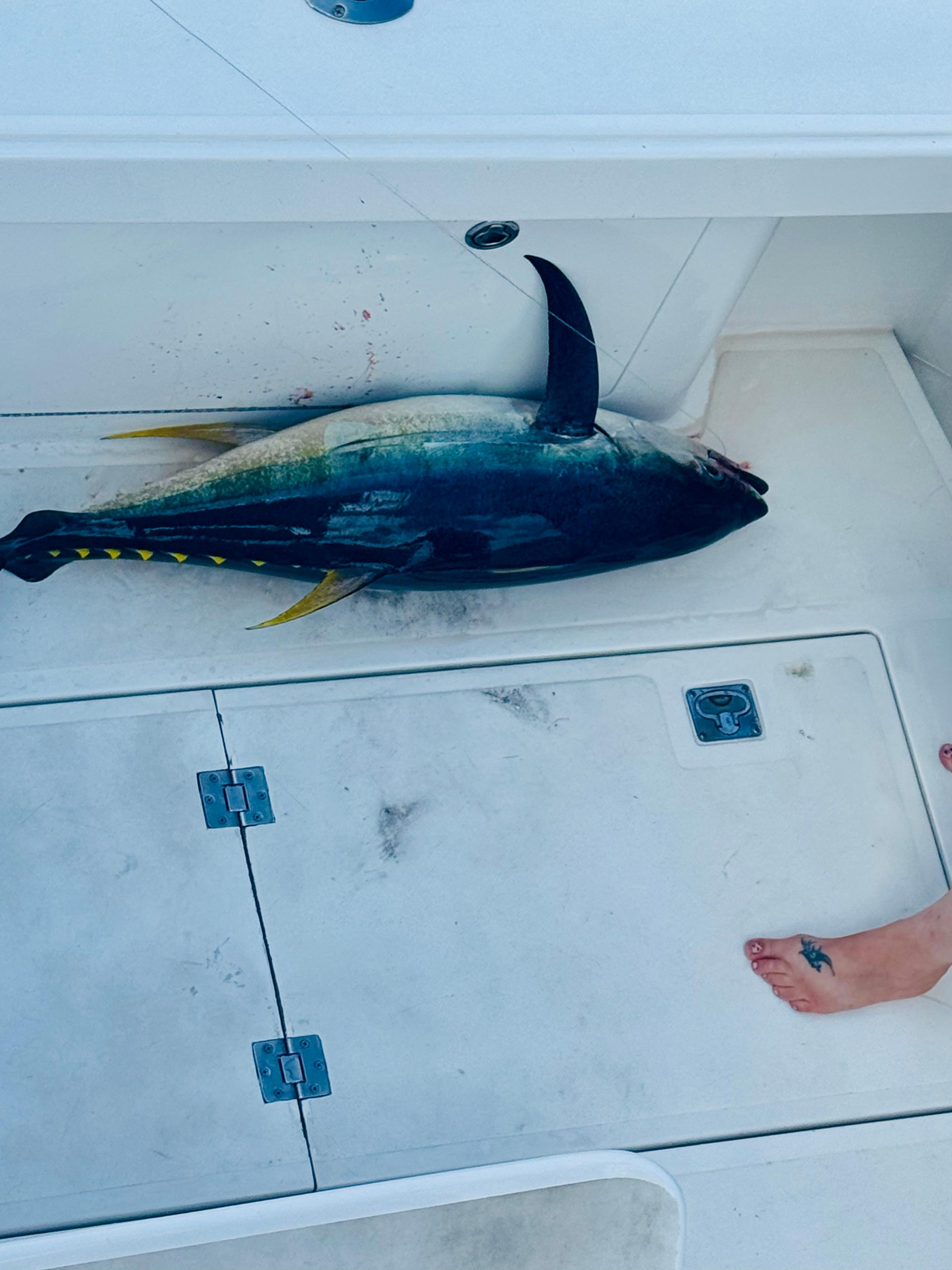 Deep sea fishing on the Kraken. We also hooked up with a huge blue marlin. 