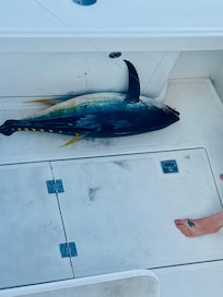 Deep sea fishing on the Kraken. We also hooked up with a huge blue marlin.