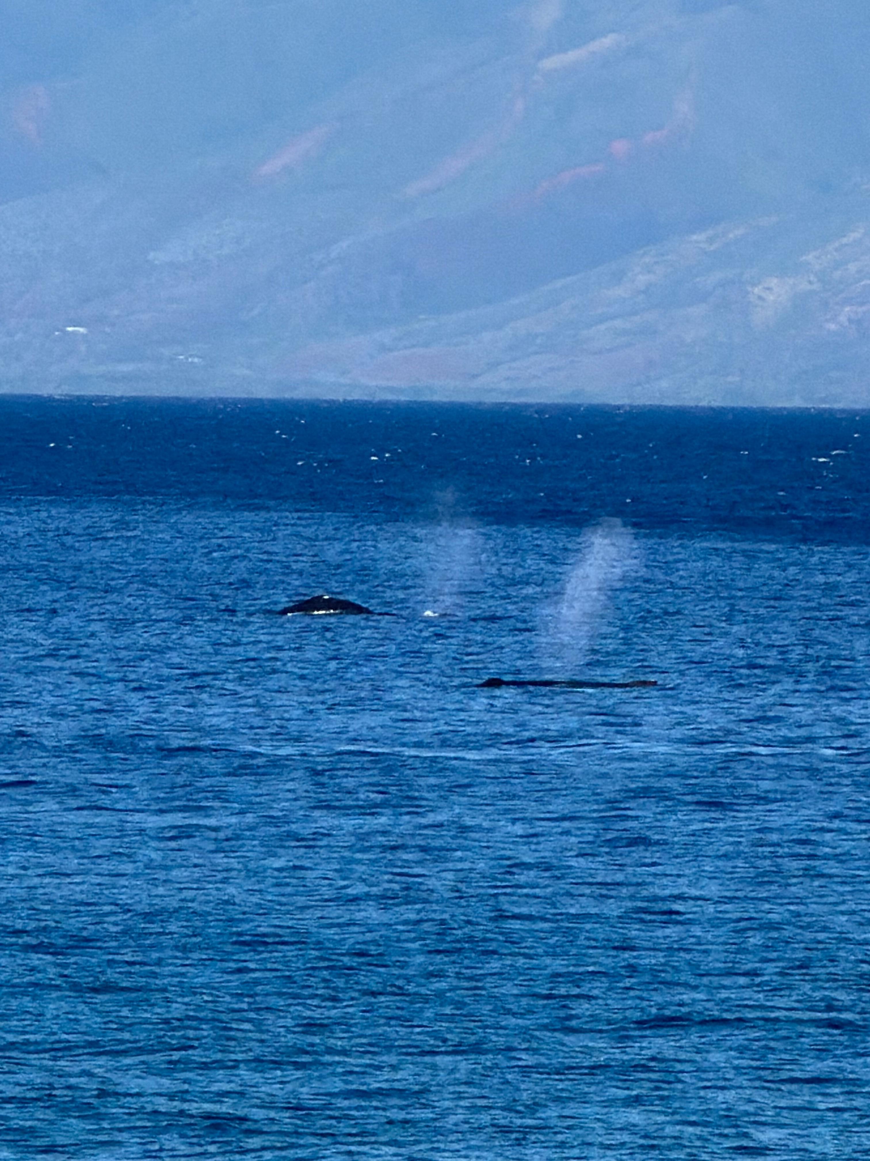 Whales swimming by in early December