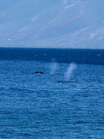 Whales swimming by in early December