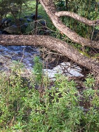 A beautiful brook