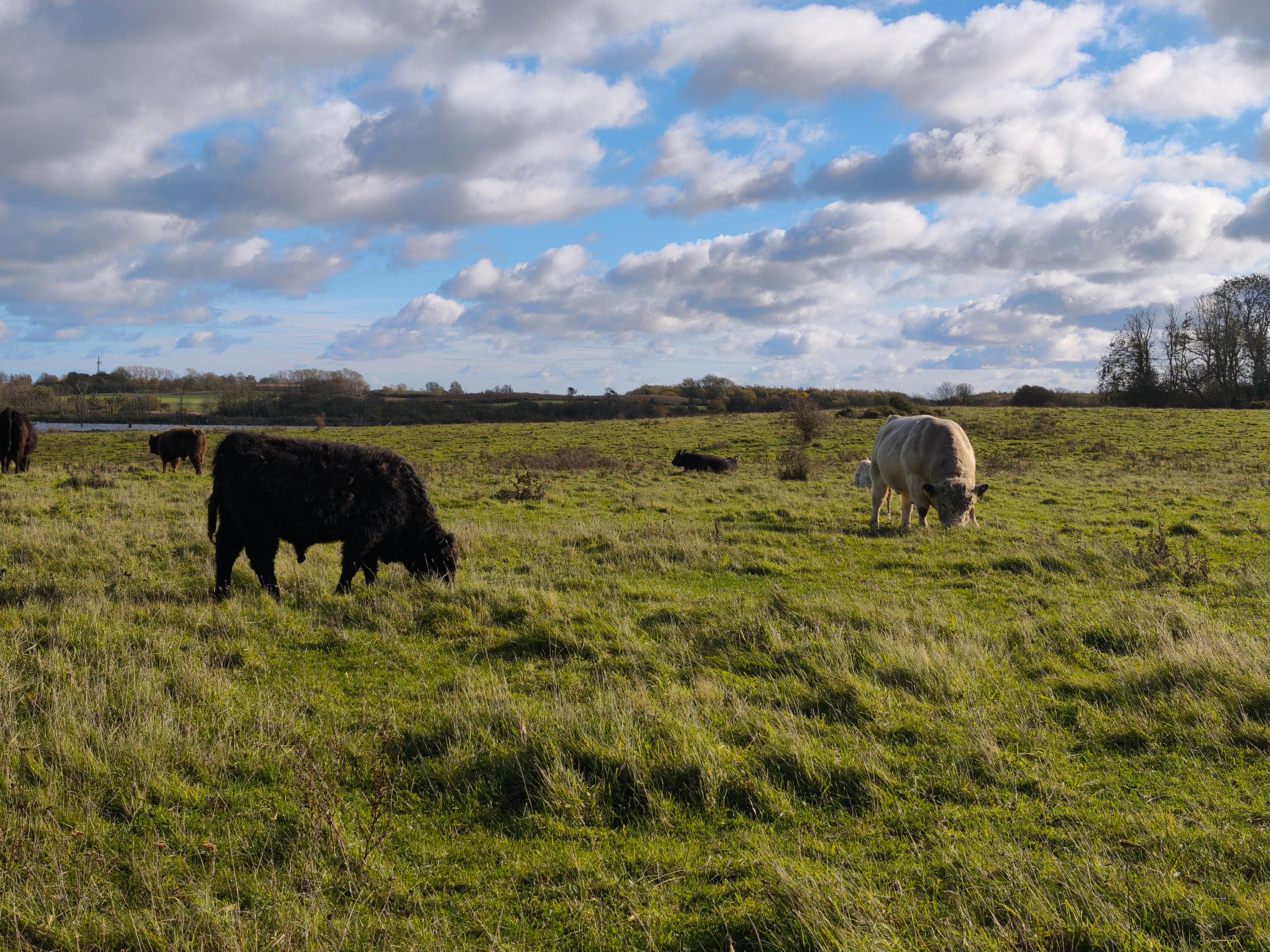 Naturschutzpark Geltinger Birk