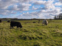 Naturschutzpark Geltinger Birk
