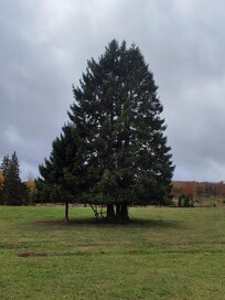 Wiese auf Waldweg hinterm Haus