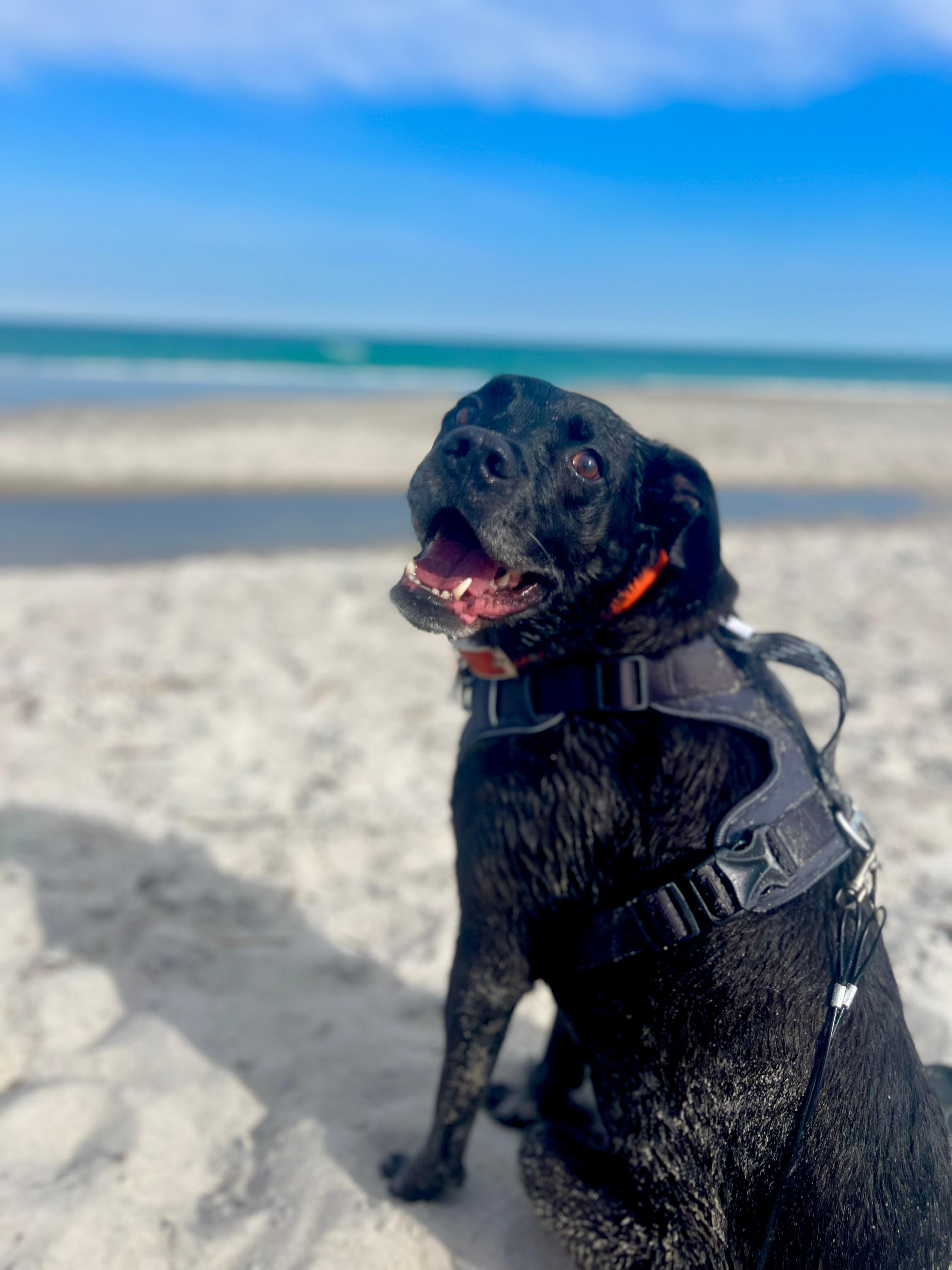 Extremely dog-friendly!