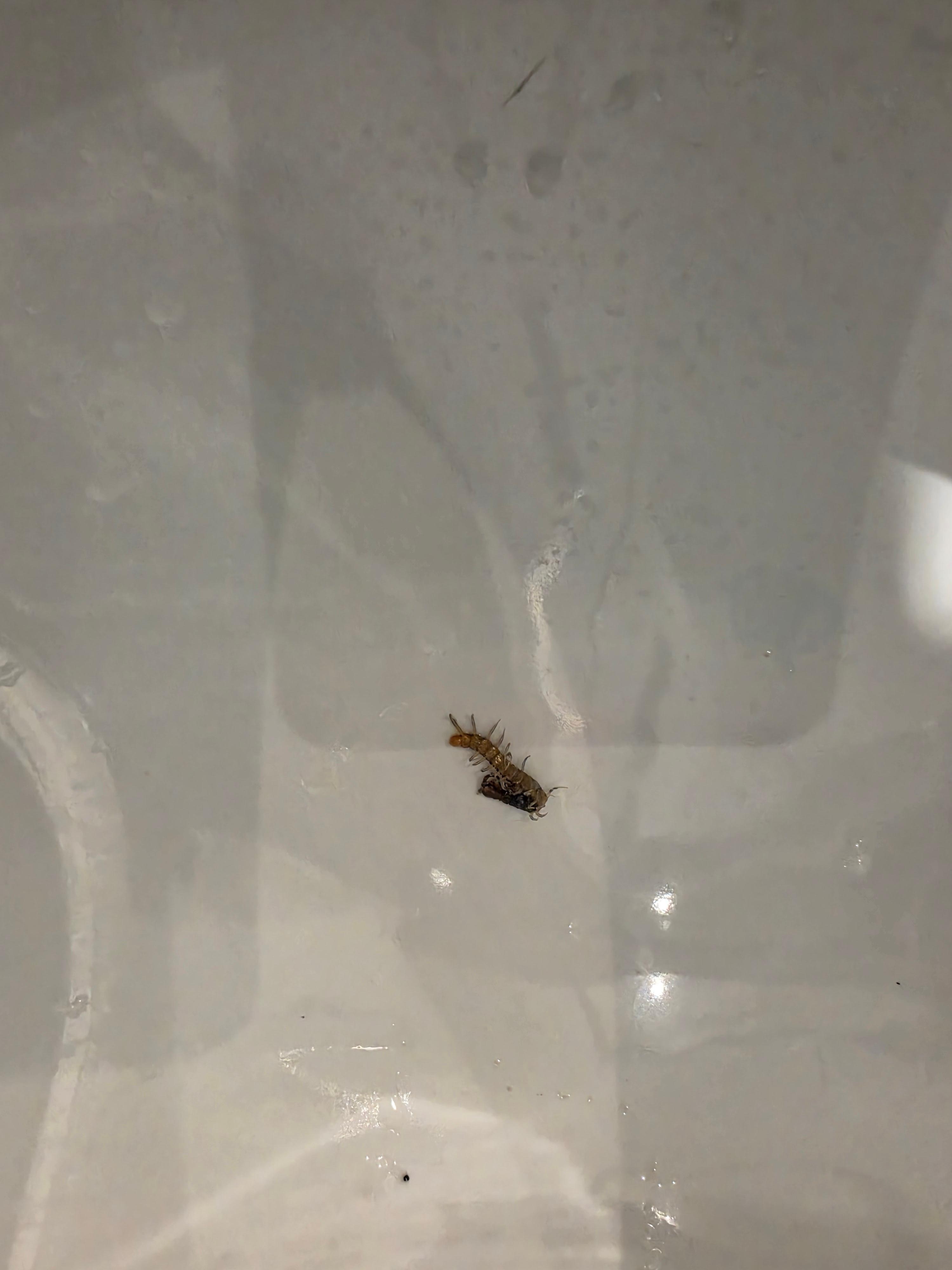 Bugs in beds 