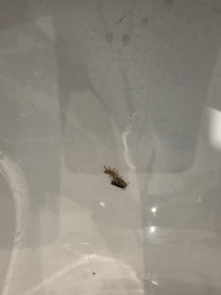 Bugs in beds