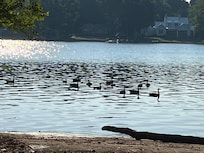 Saw geese, deer, cranes and a fox.