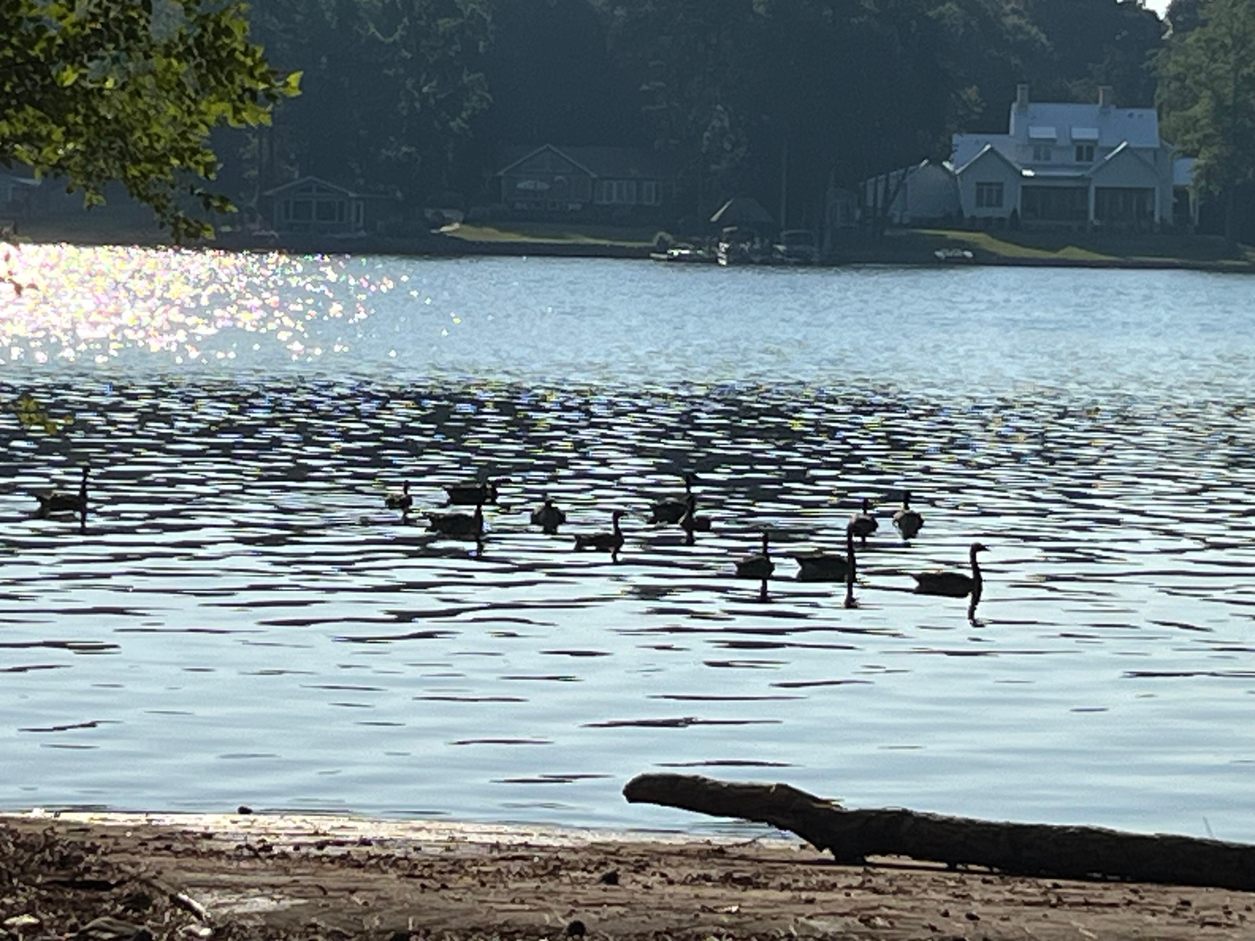 Saw geese, deer, cranes and a fox. 