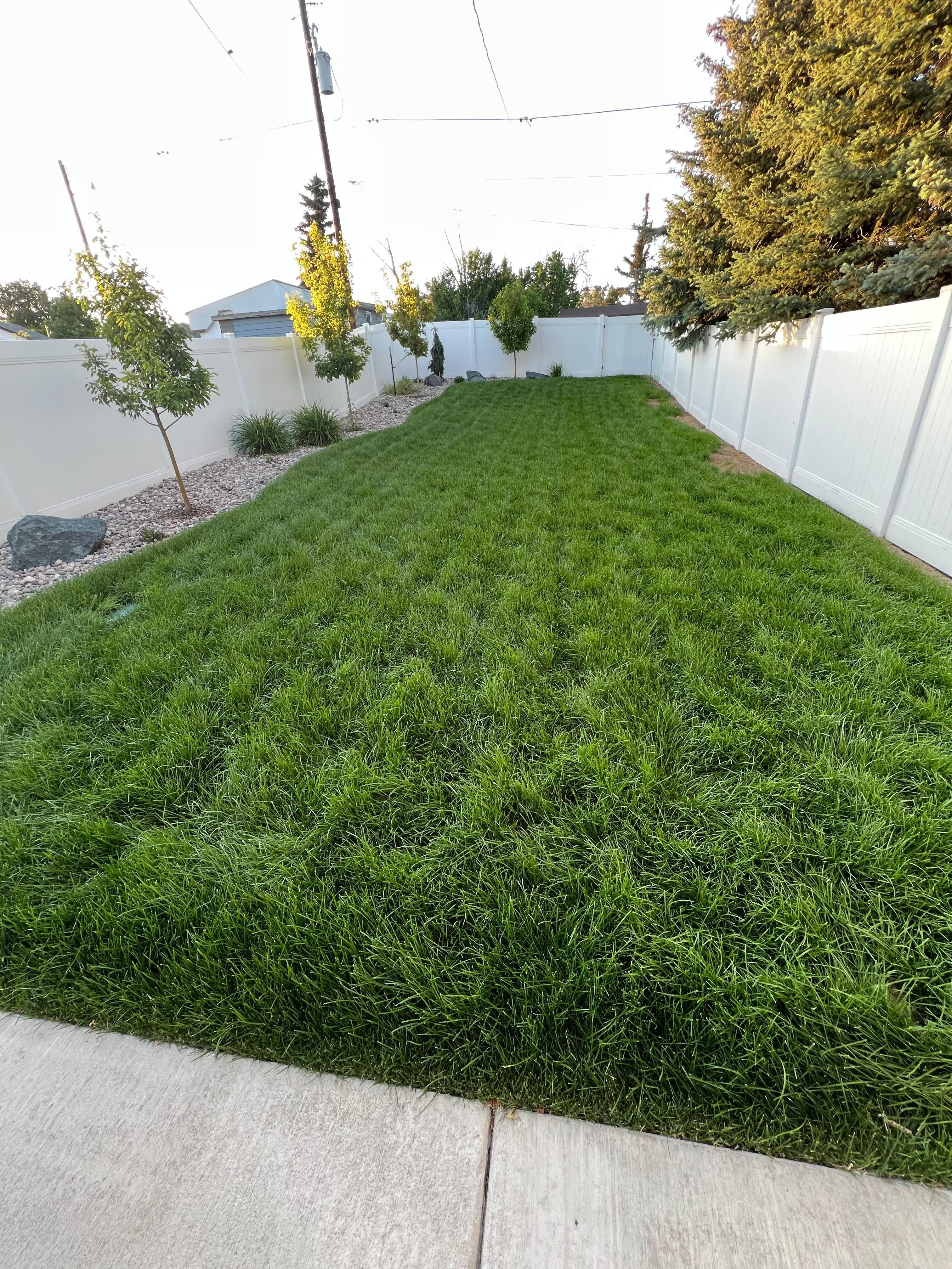 Beautiful grass of home in a quiet neighborhood 