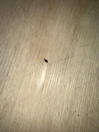 The second roach turned into 12 👿