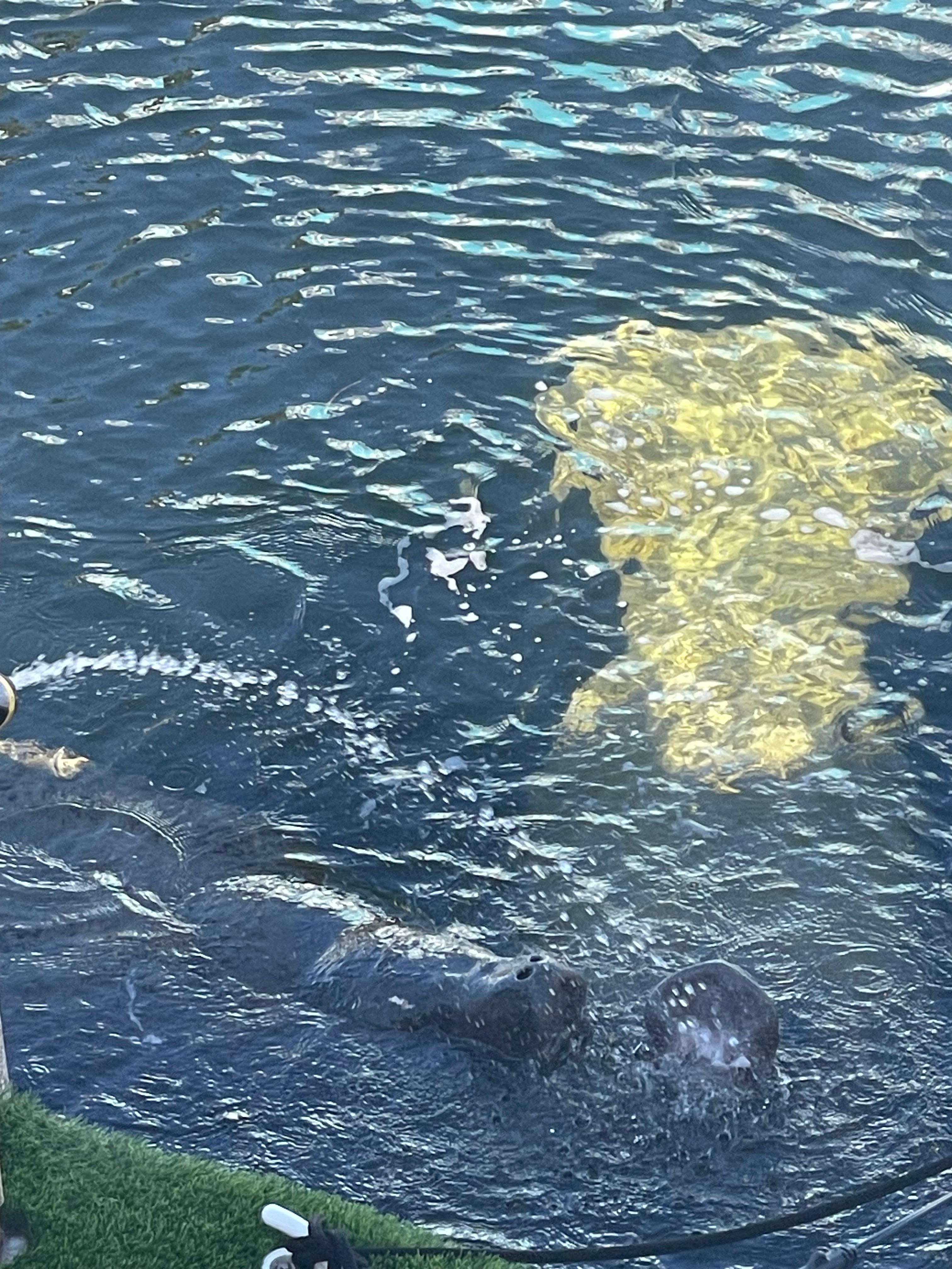 Manatees visit