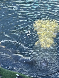 Manatees visit