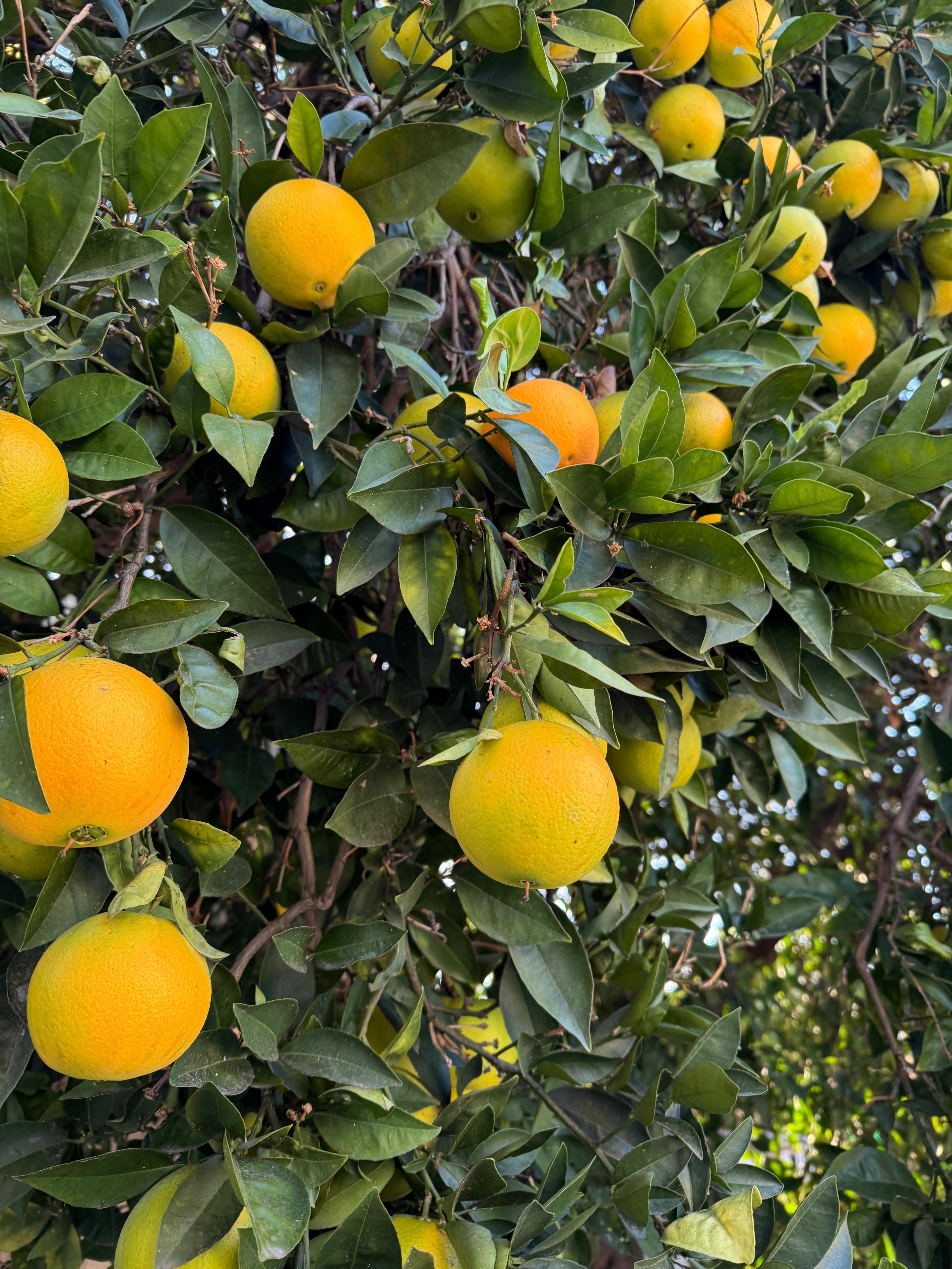 Gorgeous orange tree