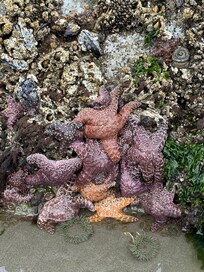 Starfish at Second Beach