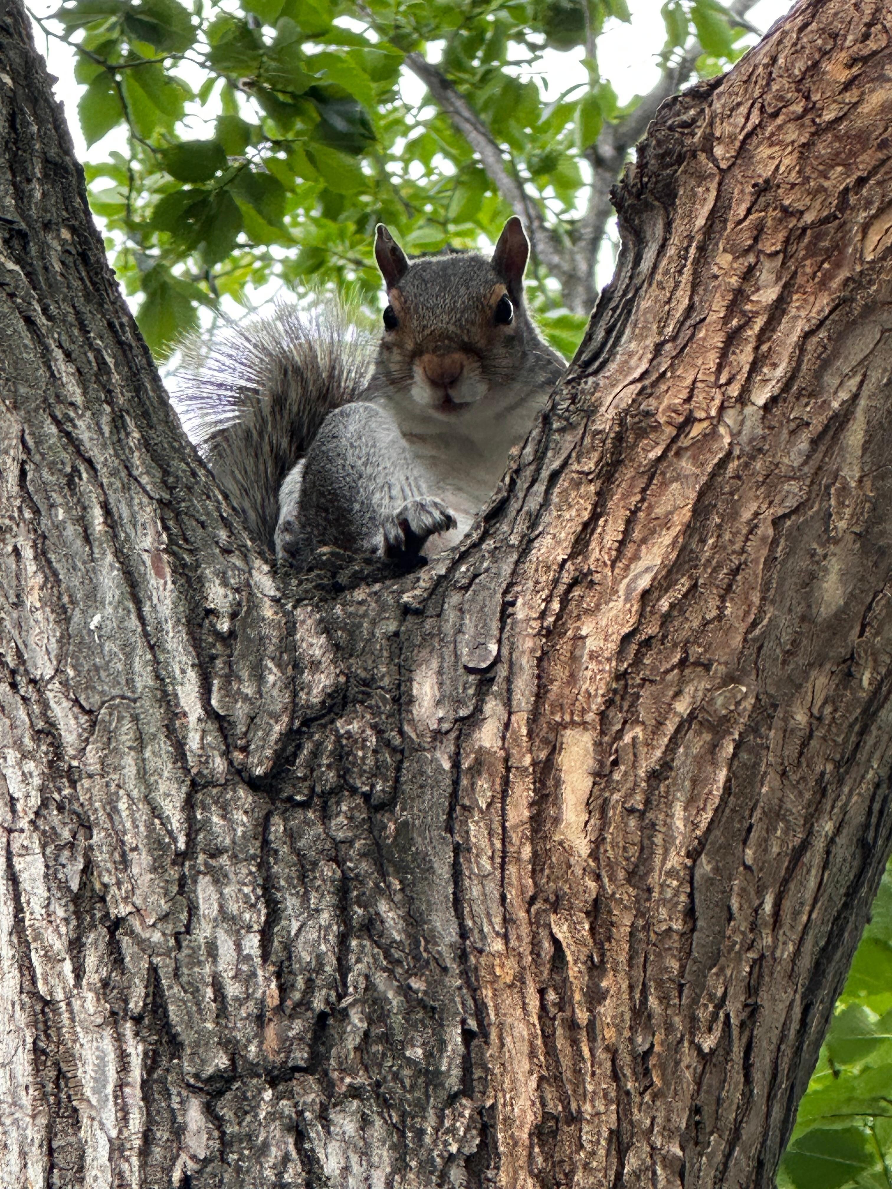 Another cutie on the mall
