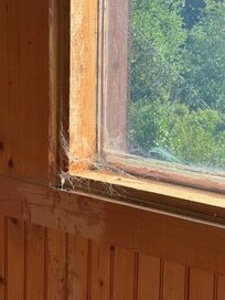 cobwebs were in all the windows