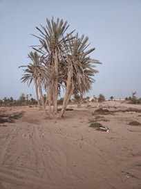 Sahara.