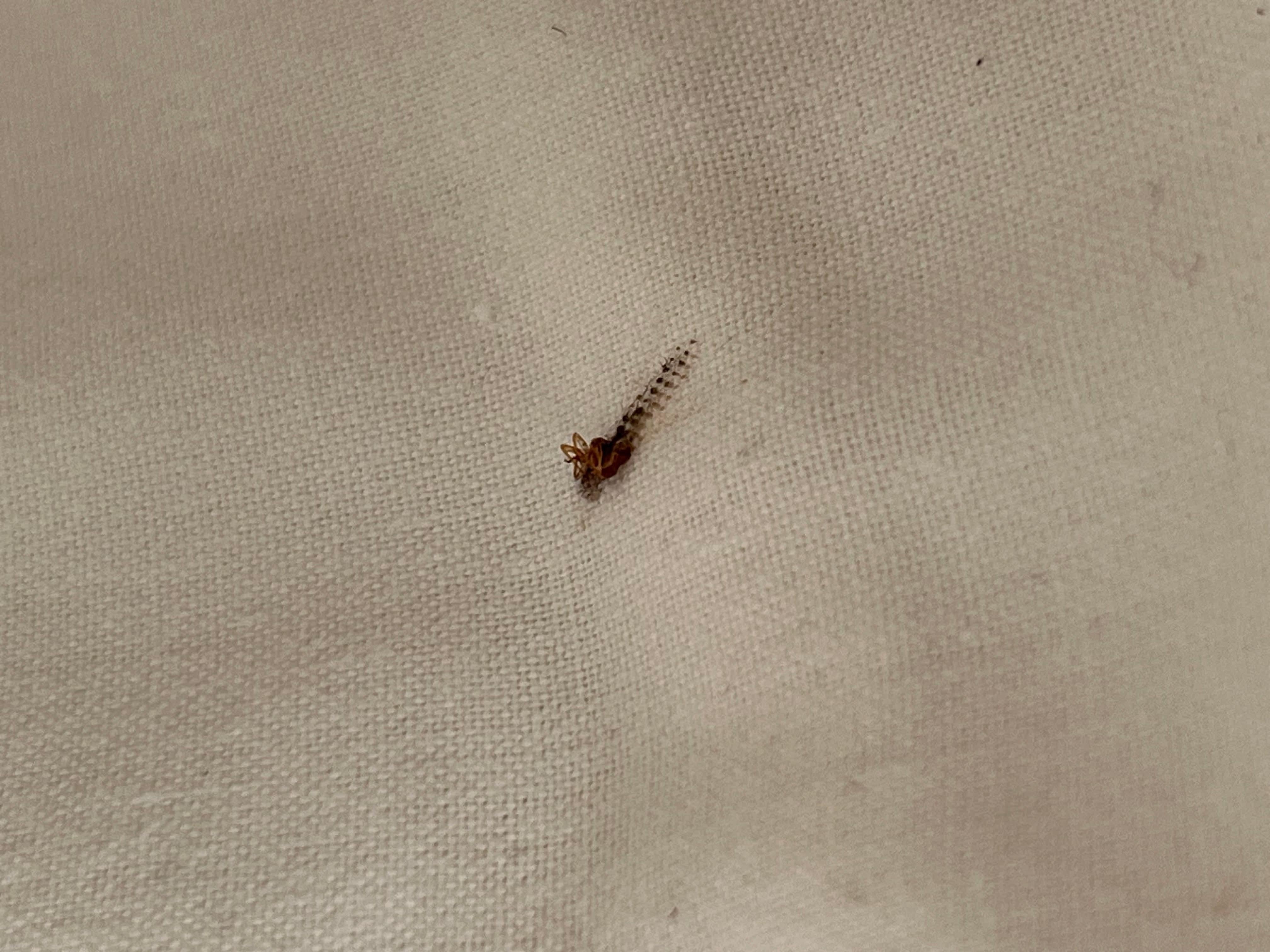 Another bedbug which I had caught after woken up from sleep. 