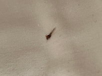 Another bedbug which I had caught after woken up from sleep.
