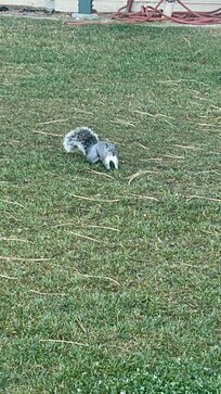 Wild life squirrel
