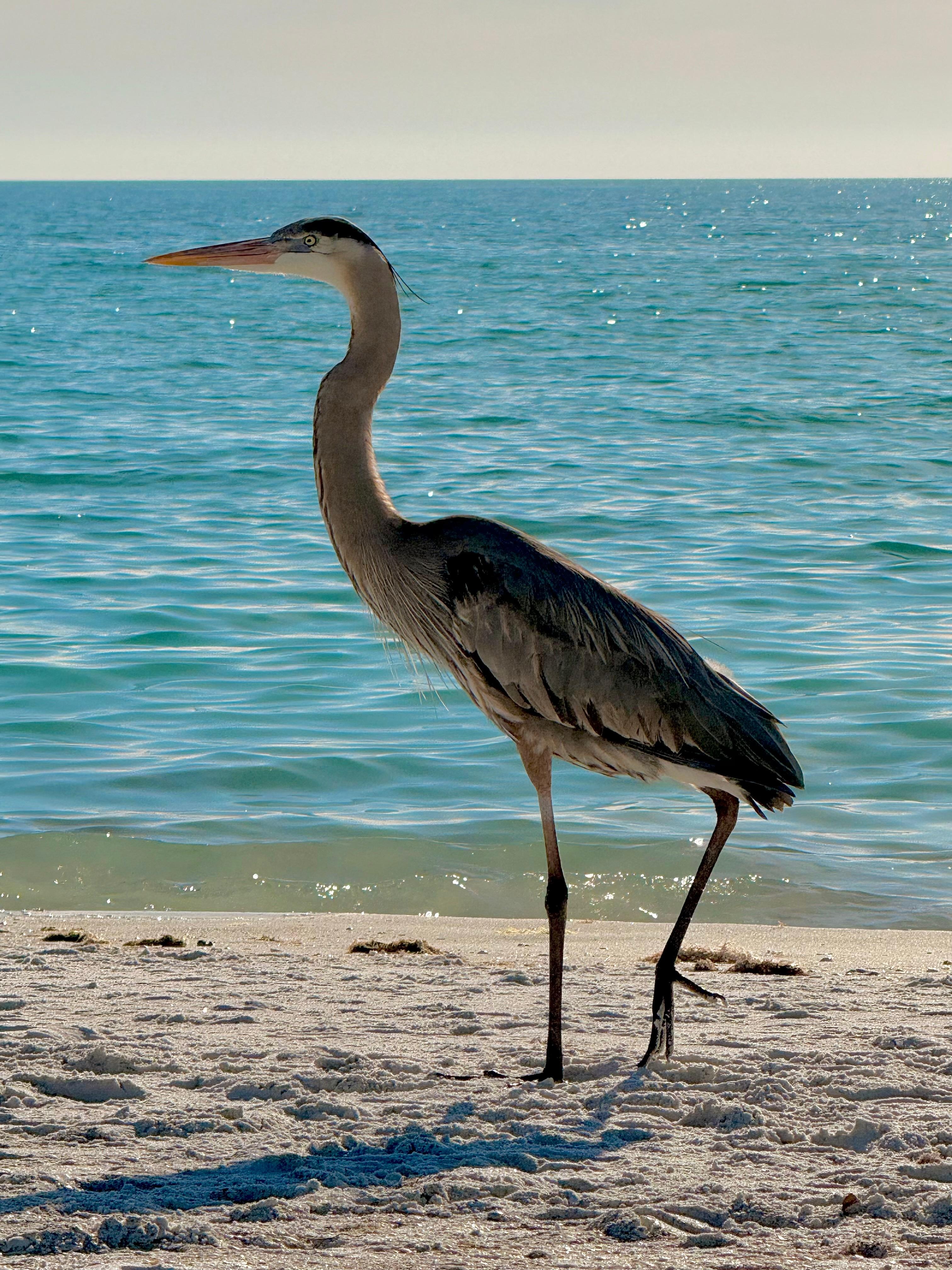 Blue Heron walked right in front of us