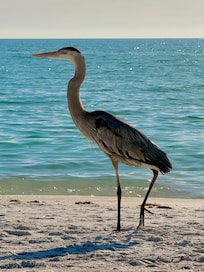 Blue Heron walked right in front of us