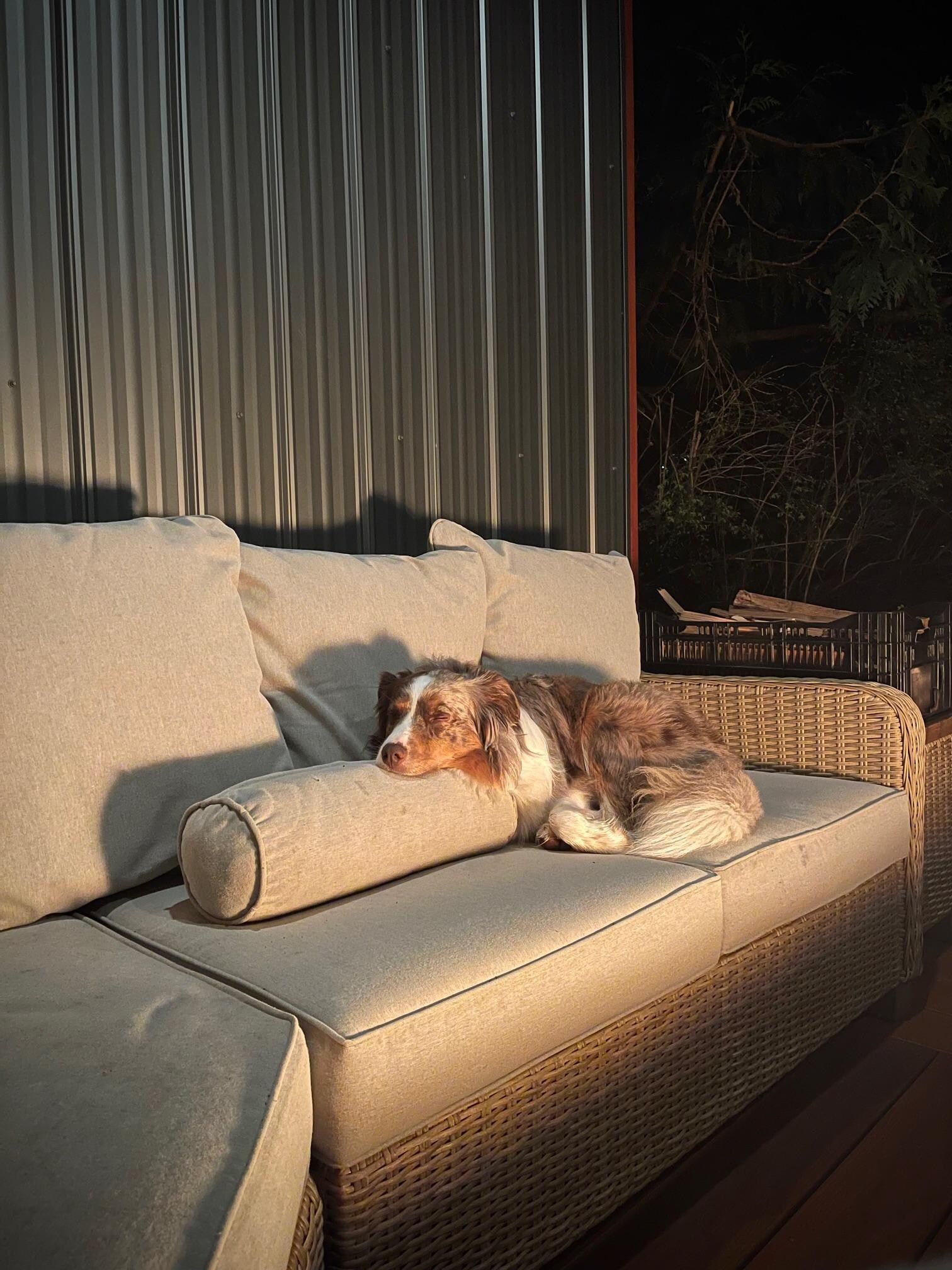 Very content by the fire.