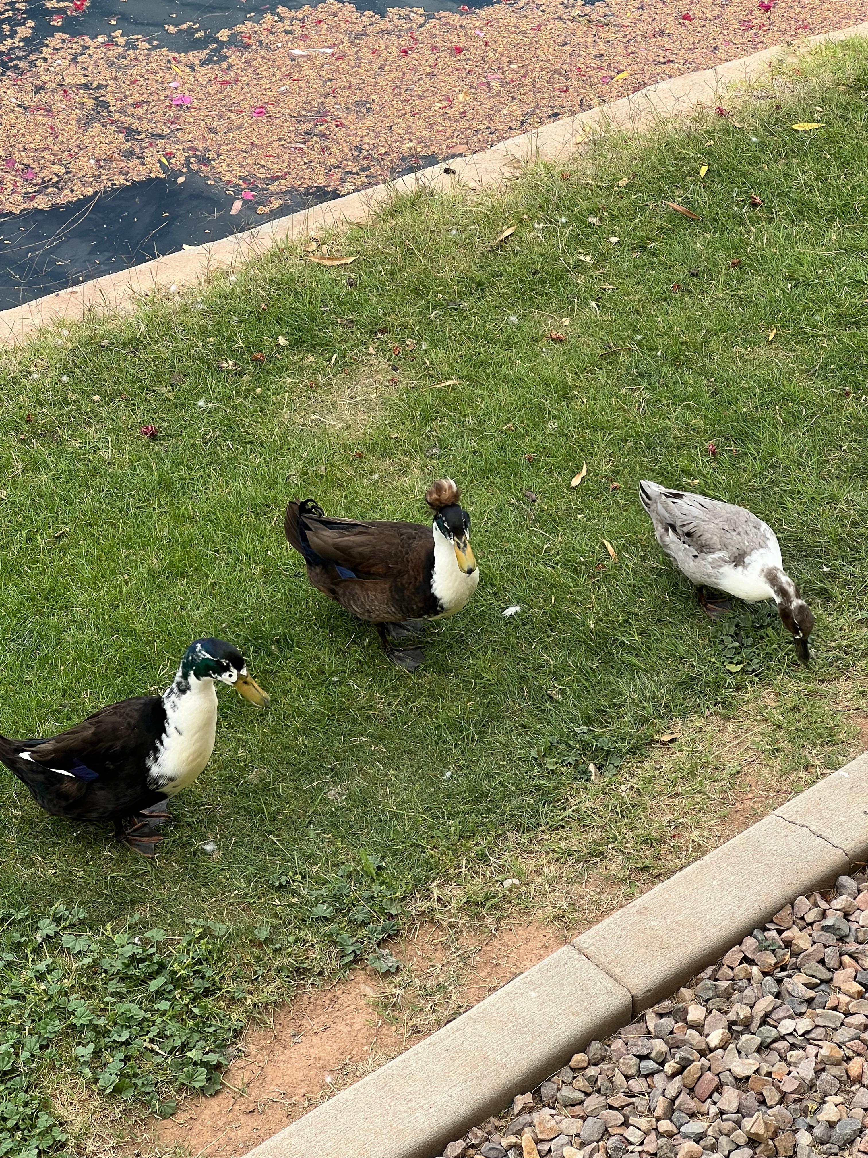 Duck family that came by everyday. 