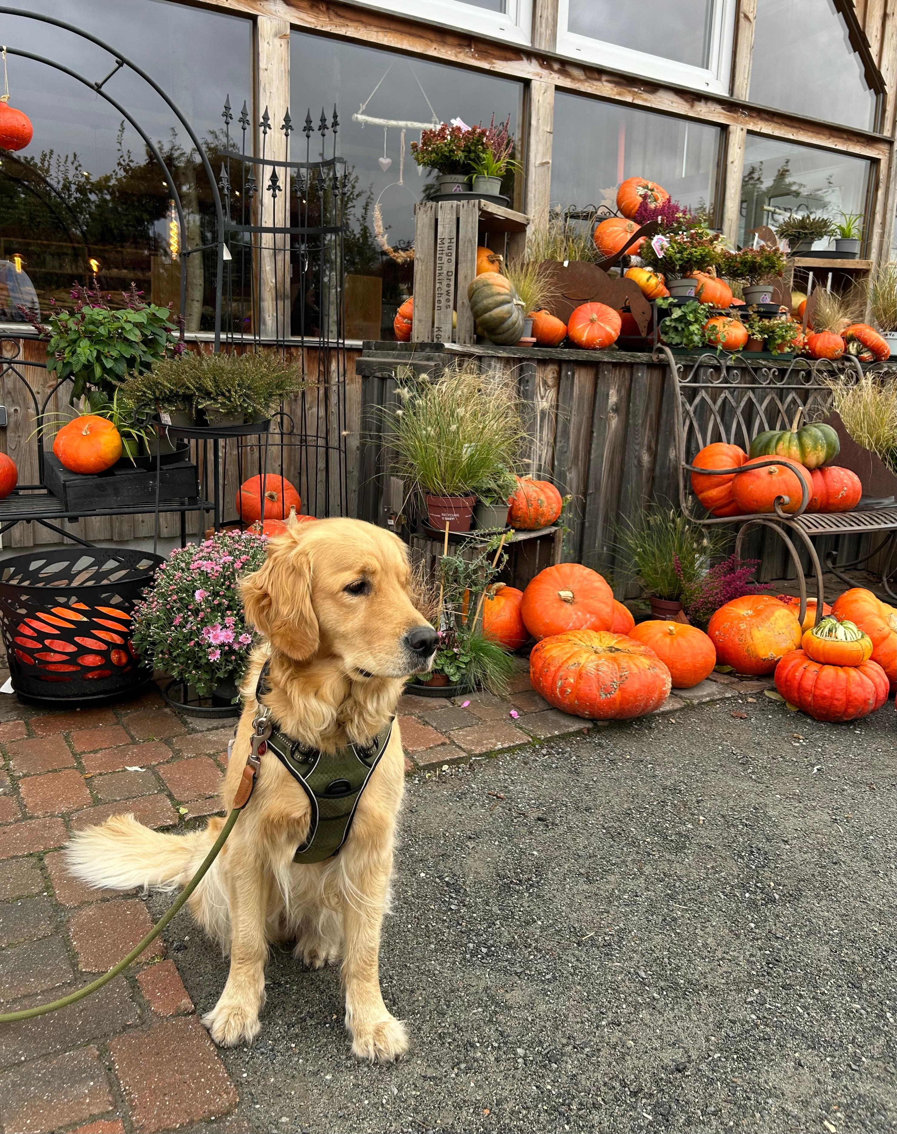 Beerenhof Alps mit Apfelplantage zum selbstpflücken und großes Café mit leckerem Kuchen