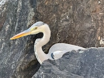 This guy was out by the pond every morning !