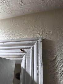 German roaches throughout the house