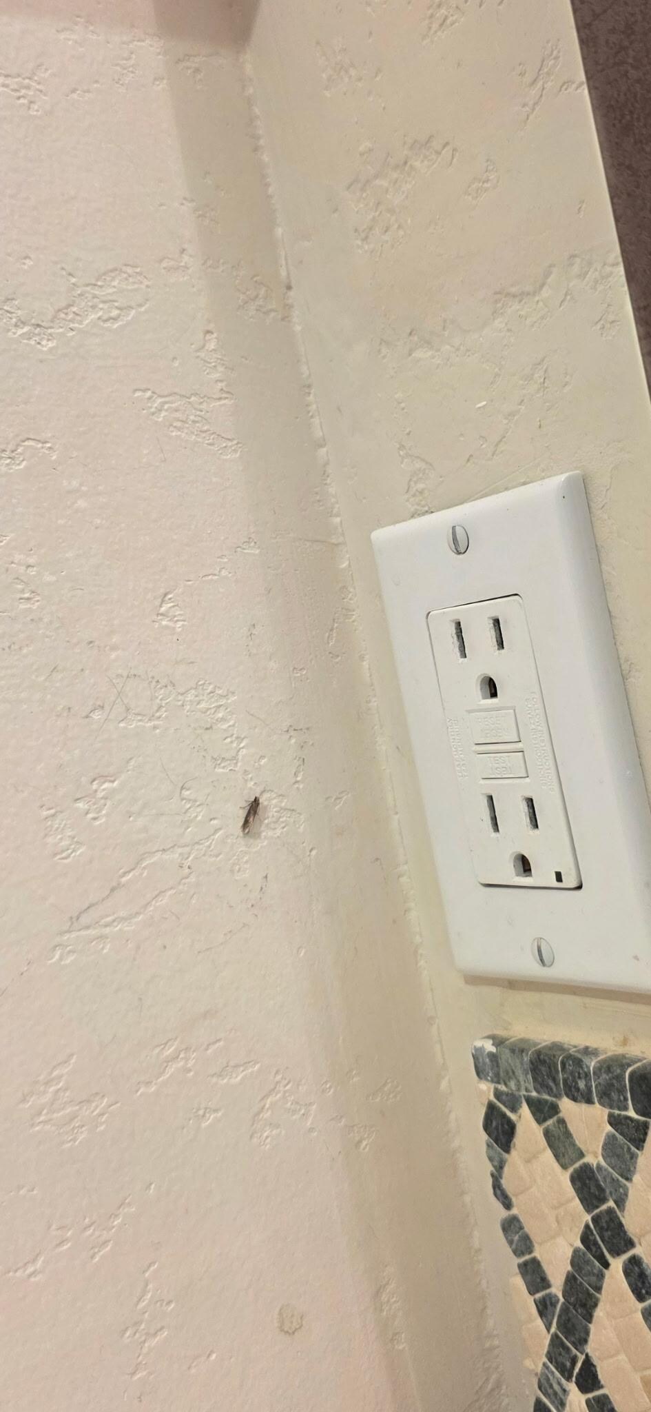 Bugs all around