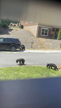 We got to see a mama bear and her 2 cubs right in front of our cabin🥰