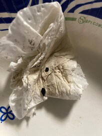 Mice droppings