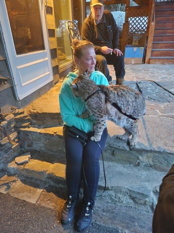 Lynx on Warren Wagon Rd