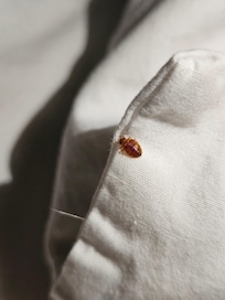 Found a couple and flushed them. Had to leave lights on all night