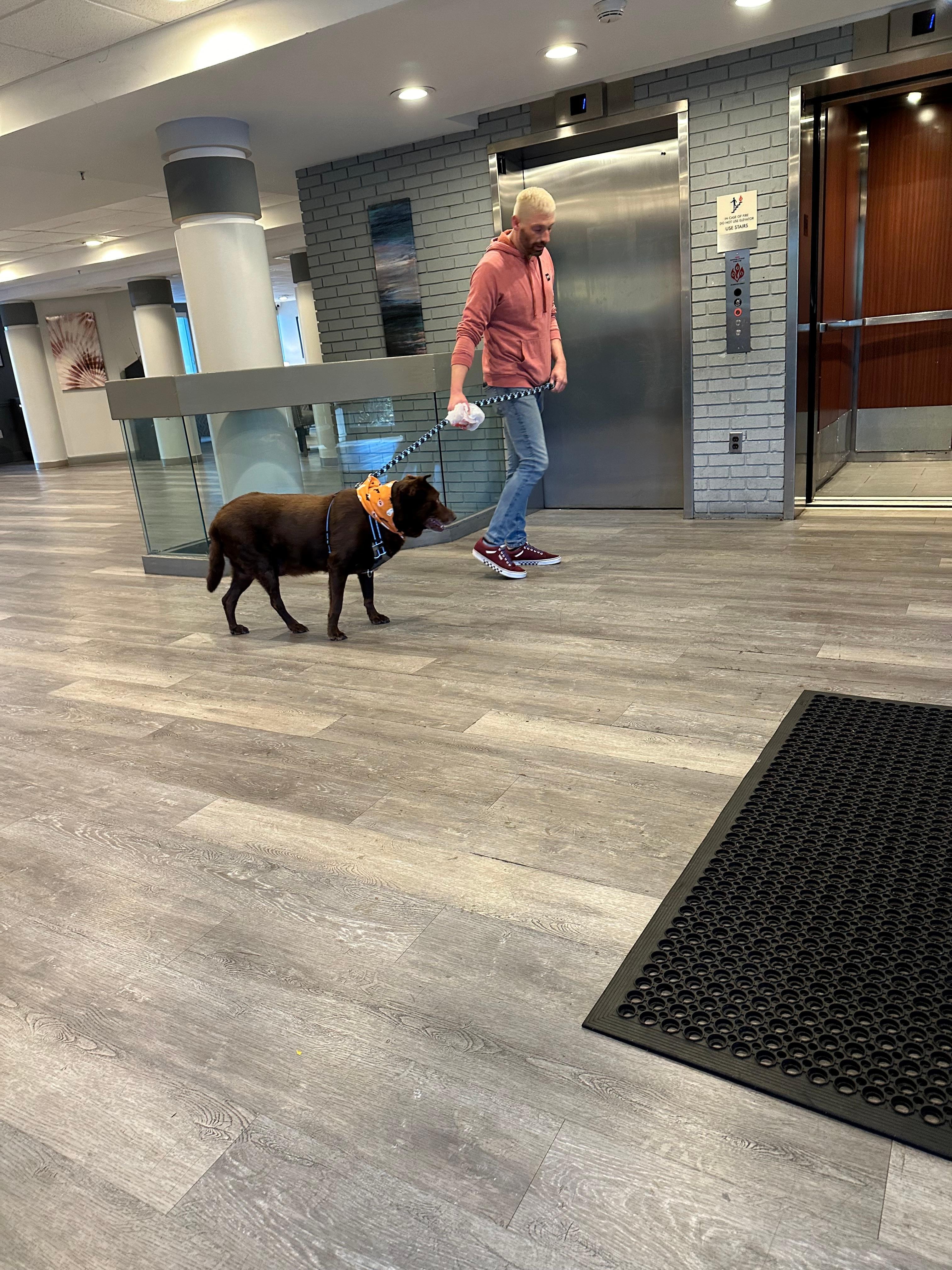 Friendly Chocolate Lab