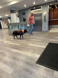 Friendly Chocolate Lab