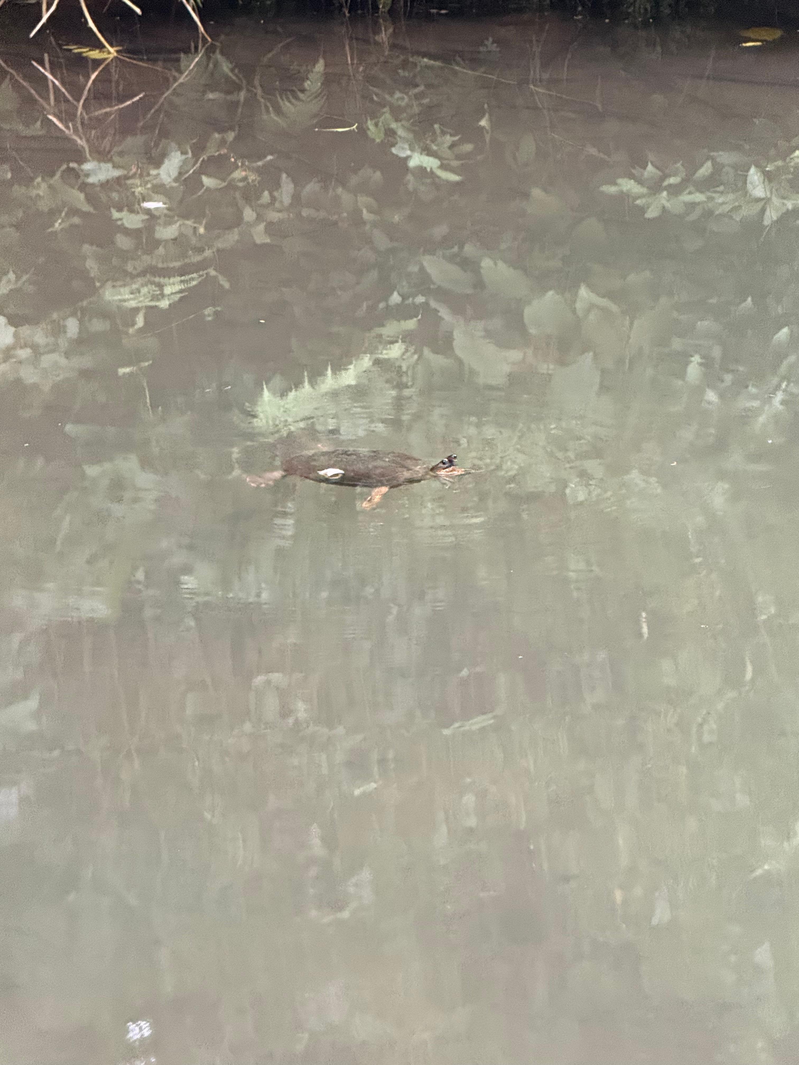 Lagoon with a turtle